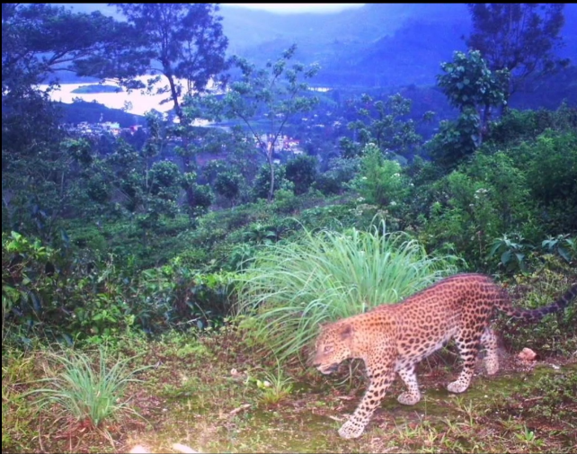 Leopard Day image 6